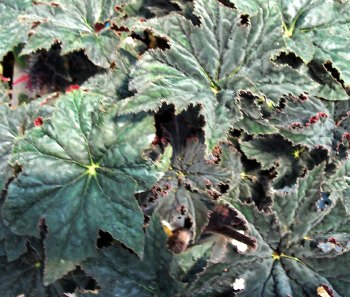 B. ‘Sea Urchin’